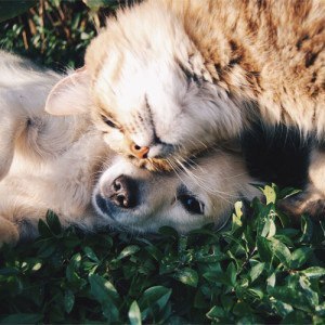 Pets
