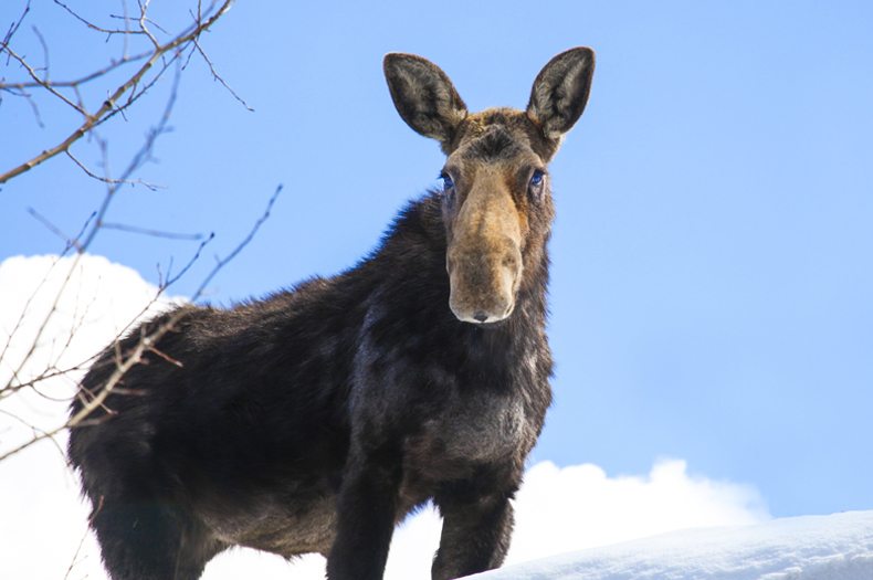 moose-jackson-hole-jay-nel-mcintosh-photography